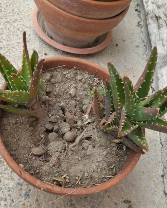 Vaso in terracotta con 2 piante di ALOE.