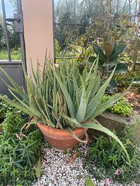 Pianta aloe