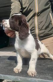 Springer spaniel inglese