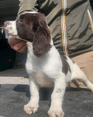 Springer spaniel inglese