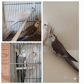 Calopsite albina per faccia bianca gia riprodotta