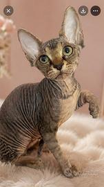 Sphynx femmina