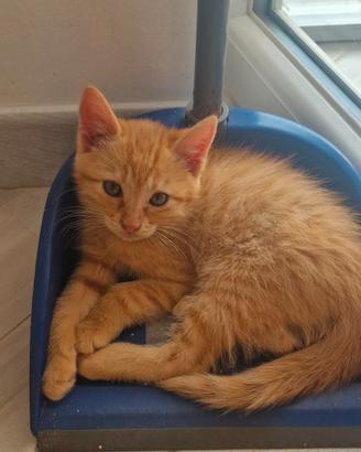 Gattini in adozione