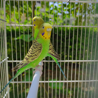 Cocorite verdi chiaro