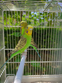 Cocorite verdi chiaro