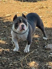 Bully femmina