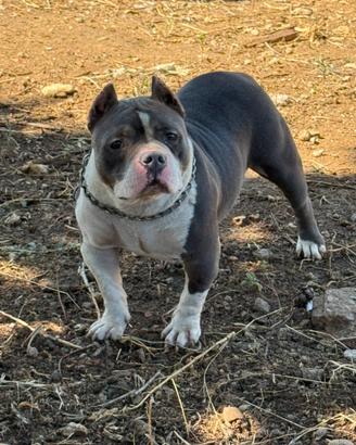 Bully femmina