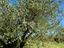 Immagine 19