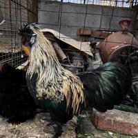 Gallo adulto