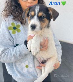 Cuccioli chiari taglia media