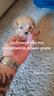 cuccioli-barboncini-mini-toy-anche-a-r-a-t-e