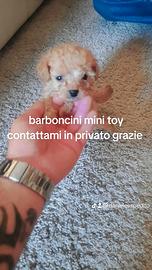 Cuccioli barboncini mini toy anche a r.a.t.e