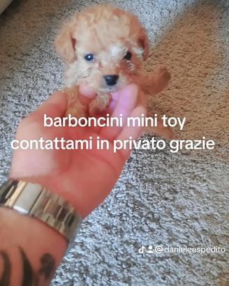 Cuccioli barboncini mini toy anche a r.a.t.e