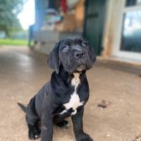 Cane Corso