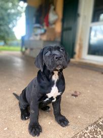 Cane Corso