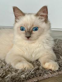 Cuccioli Gatti Ragdoll