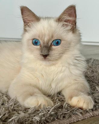 Cuccioli Gatti Ragdoll