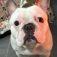 Bulldog francese per accoppiamento