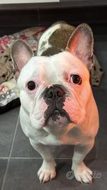 Bulldog francese per accoppiamento