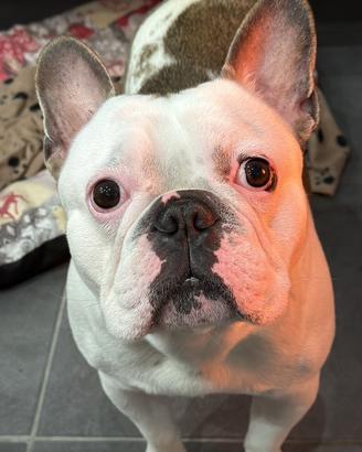 Bulldog francese per accoppiamento