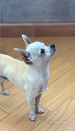 Disponibile per accoppiamento