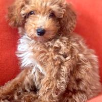 Cucciolo barboncino red