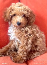 Cucciolo barboncino red