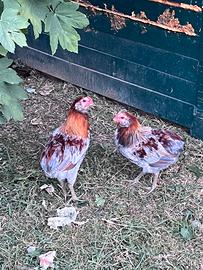 Galli Araucana Galline polli