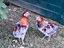 Immagine 1