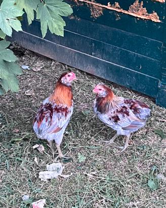 Galli Araucana Galline polli