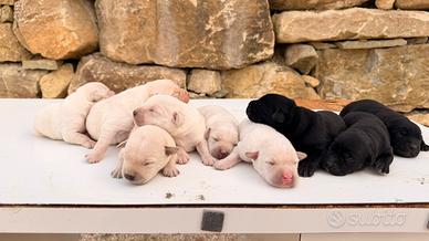 Cuccioli simil Labrador neri e miele