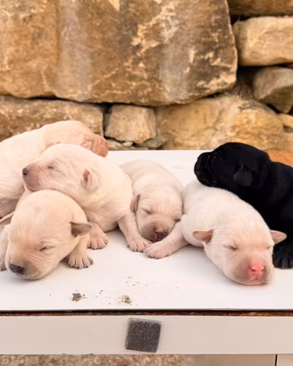 Cuccioli simil Labrador neri e miele