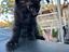 Immagine 4