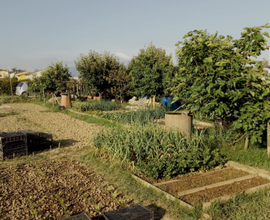 Terreno agricolo orto