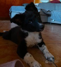 Cucciola border collie 