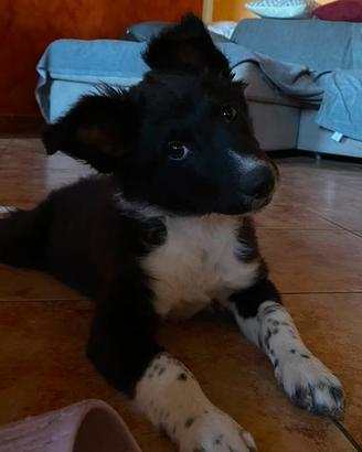 Cucciola border collie 