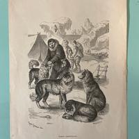 Stampe originali del XIX secolo Zoologia