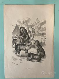 Stampe originali del XIX secolo Zoologia