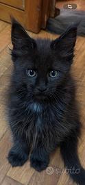 Maine coon femmina