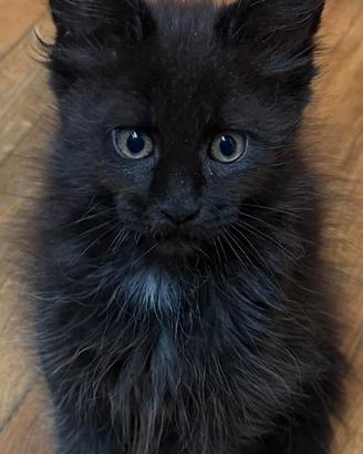 Maine coon femmina