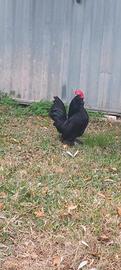 Barbute di uccle e everbeg