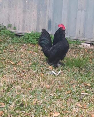 Barbute di uccle e everbeg