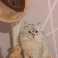 Cuccioli Scottish Straight/Highland