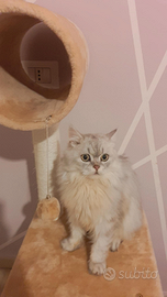 Cuccioli Scottish Straight/Highland