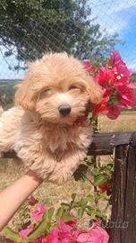 Maltipoo Jas disponibile