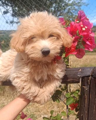 Maltipoo Jas disponibile