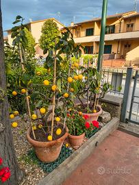 Limone in vaso terracotta 