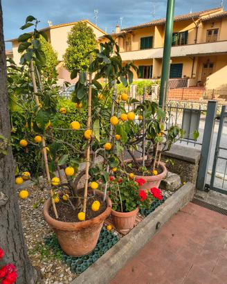 Limone in vaso terracotta 