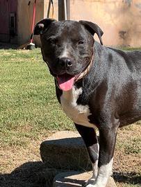 Pasquale, 2 anni, molosso super per adozione