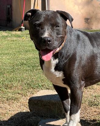 Pasquale, 2 anni, molosso super per adozione